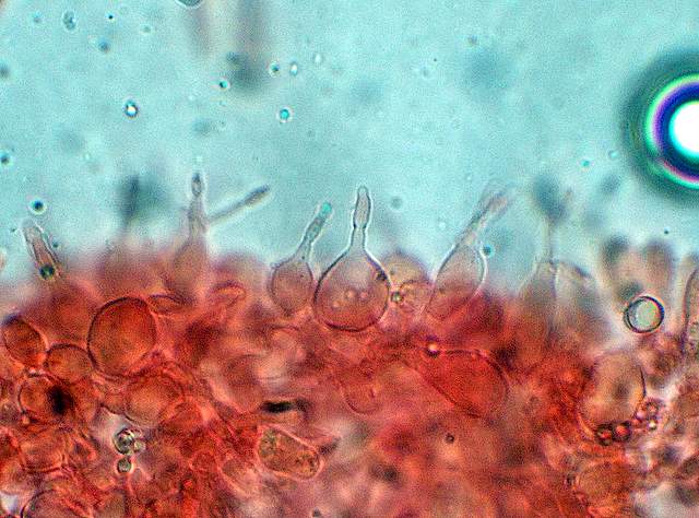 La Flora fungina negli aspetti microclimatici subtropicali
